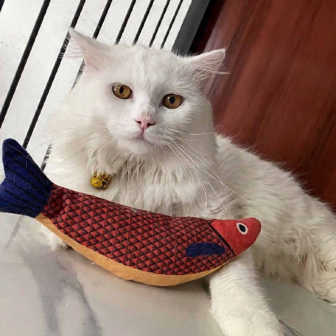 Zoey Cat House Galeri