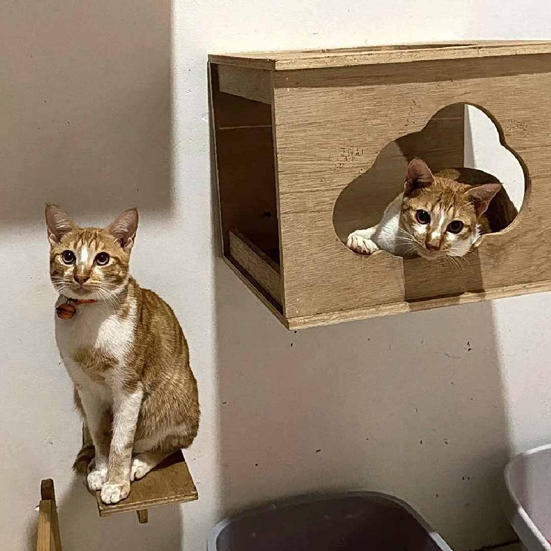 Zoey Cat House Galeri