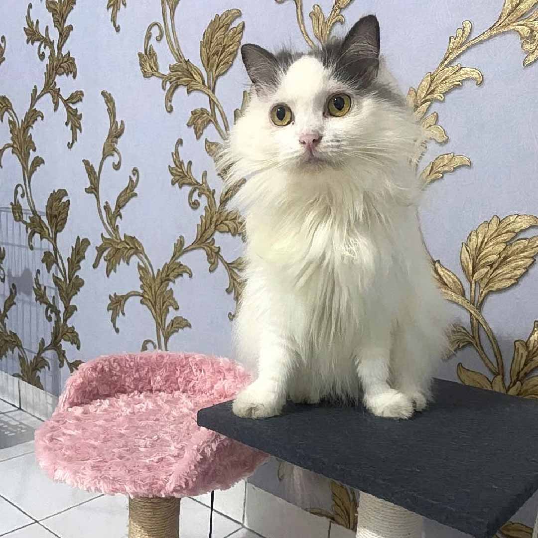 Zoey Cat House Galeri