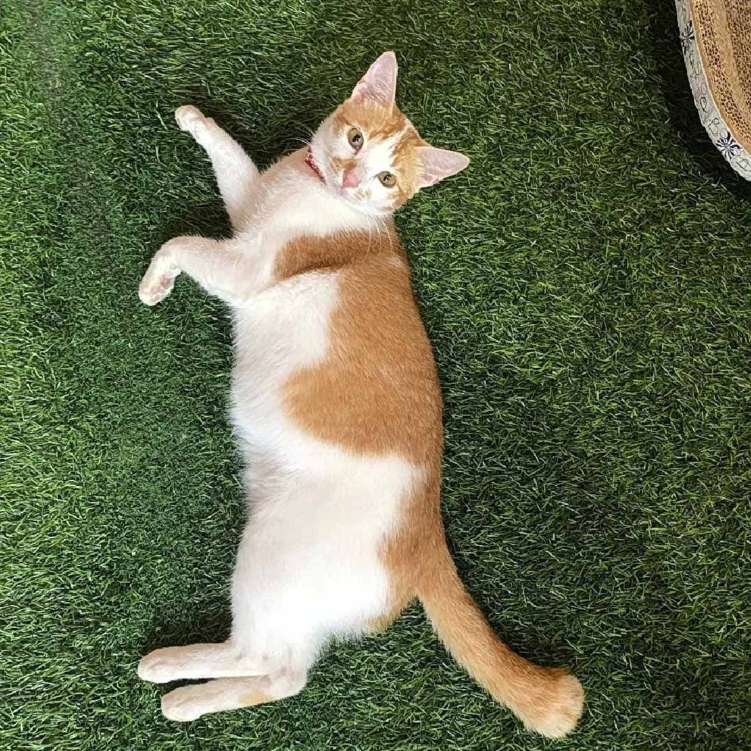 Zoey Cat House Galeri