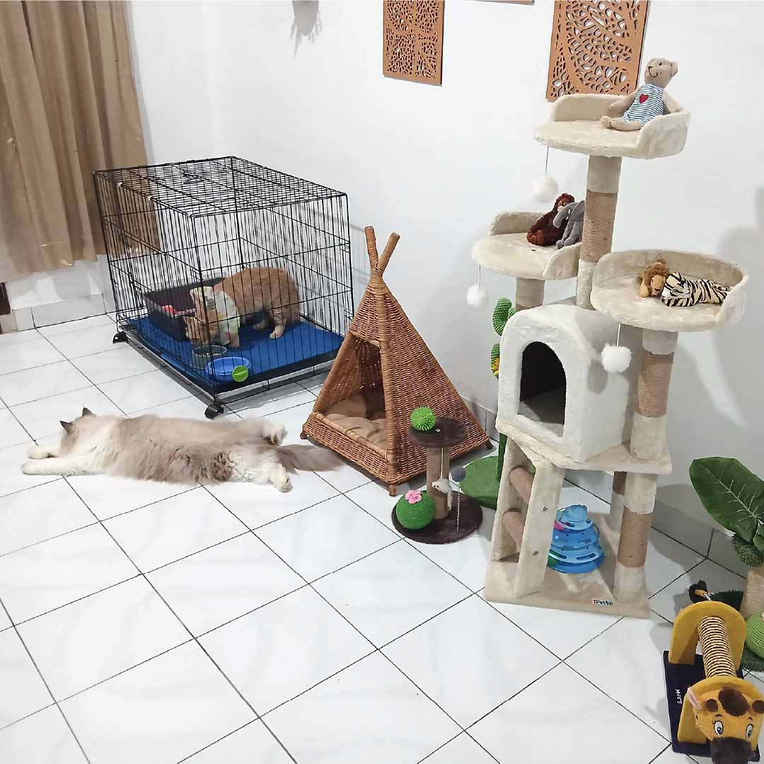 Zoey Cat House Galeri