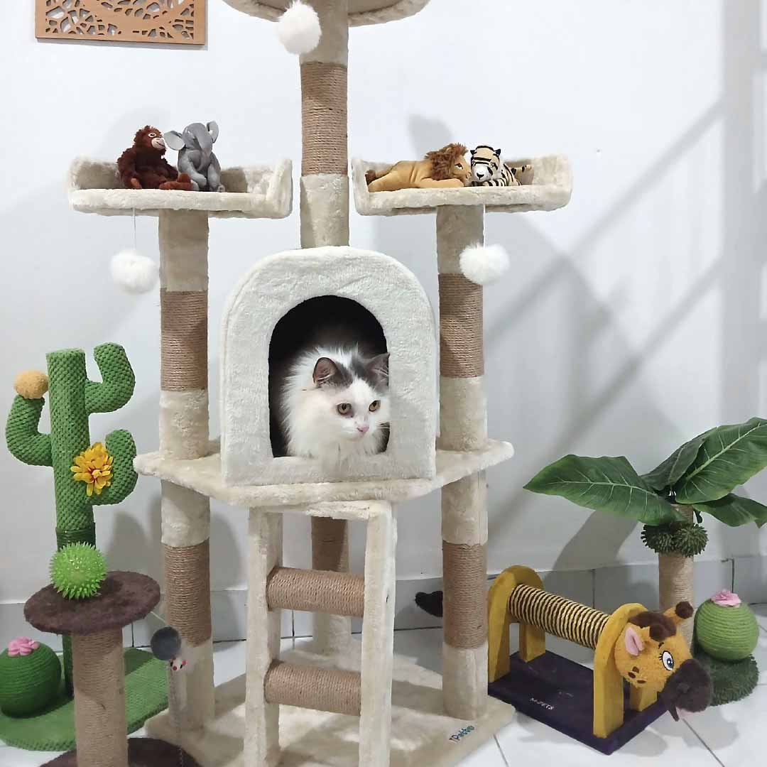 Zoey Cat House Galeri
