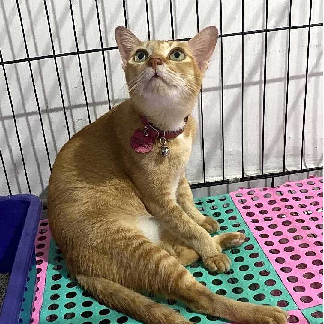 Zoey Cat House Galeri