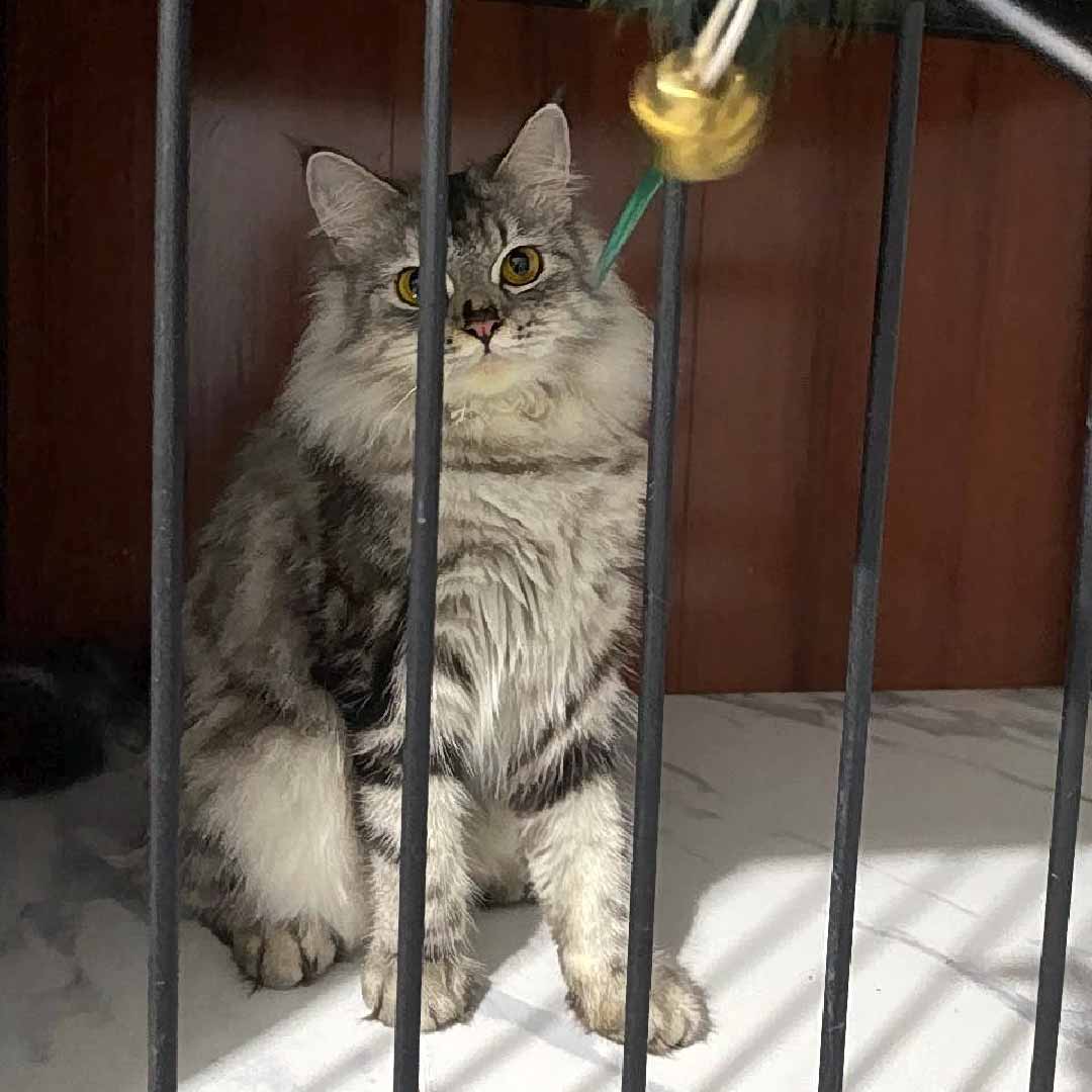 Zoey Cat House Galeri