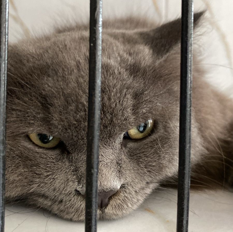 Zoey Cat House Galeri 1