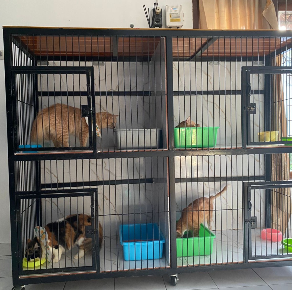 Zoey Cat House Galeri 2