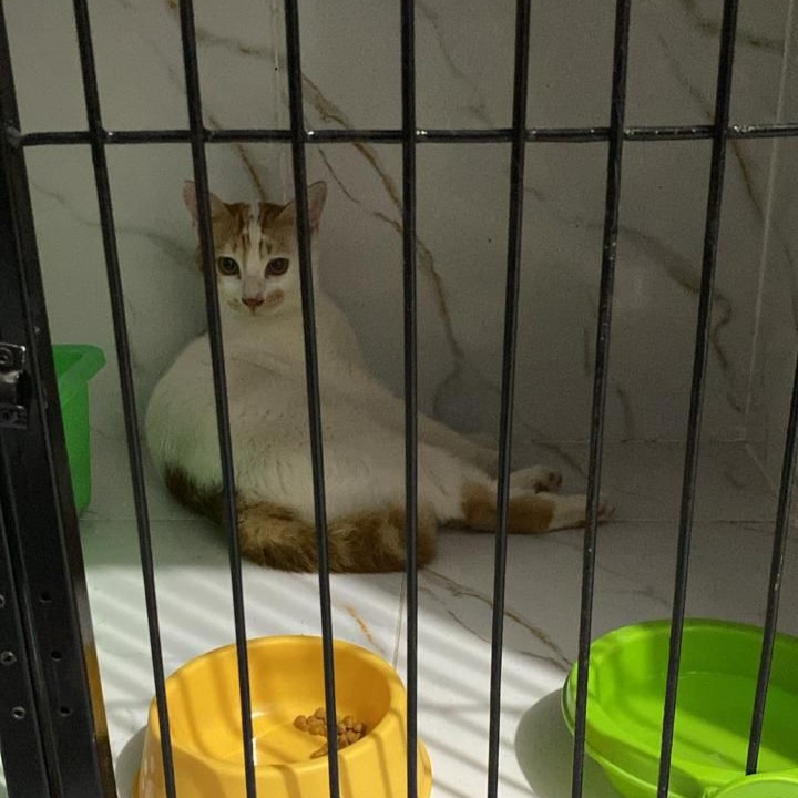 Zoey Cat House Galery 3